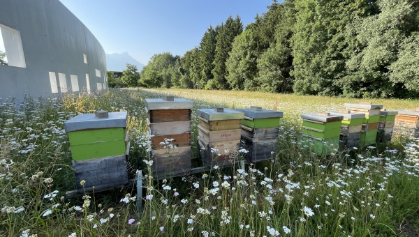 Le miel du crématorium d’Aigle, une récolte pas comme les autres